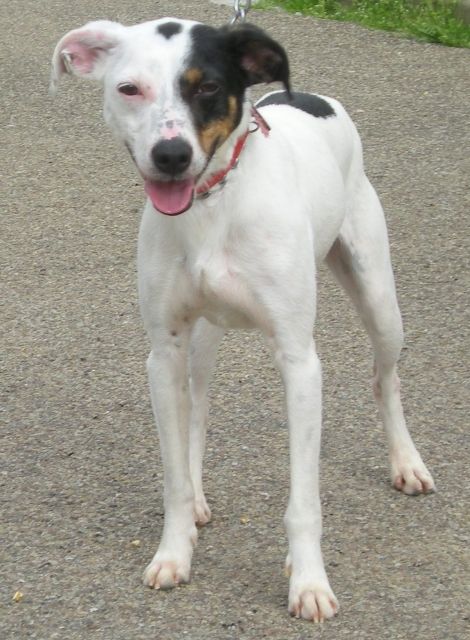 Capser sucht neues zuhause dringend  - Tiere In Not - Maroth