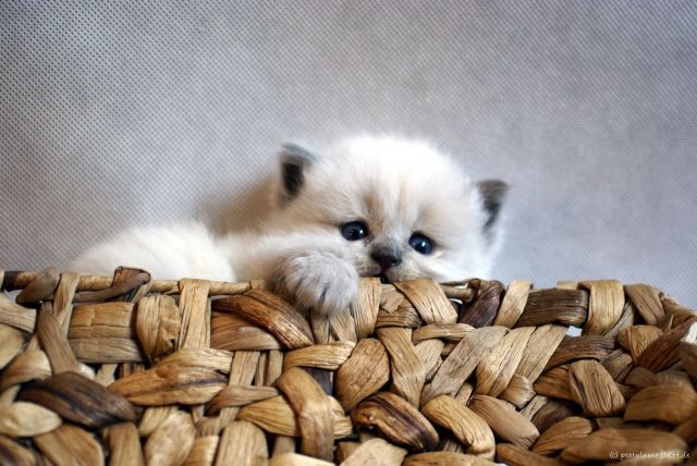 Wir haben Kitten  Unsere BKH/BLH suchen ein neues Zuhause... - Katzen - Germersheim