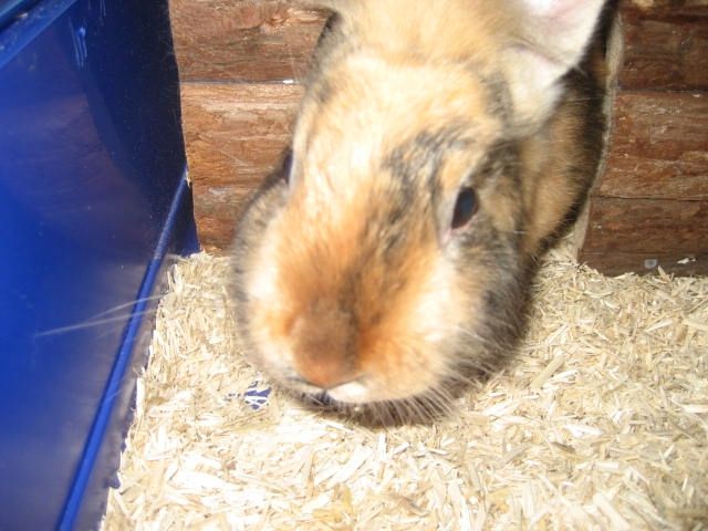 Kaninchen-Paar sucht neues Zuhause - Hasen Kaninchen - Wiesbaden