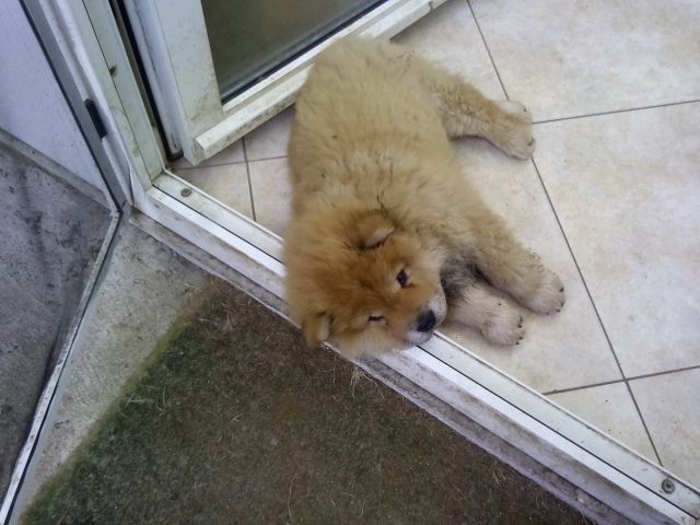 Chow Chow Welpen - Weibchen - Hunde - Reitzenhain