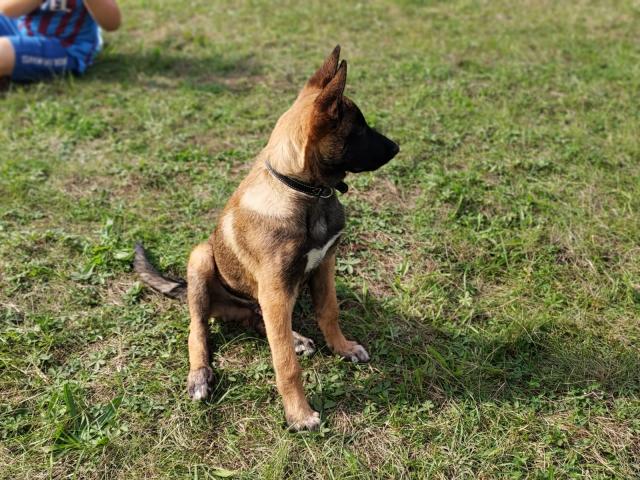 Malinois Rüde sehr liebevol. - Haustiere - Ahlen