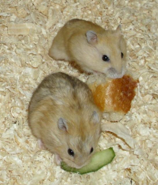 Dsungarische Zwerghamster in rot und weiß, junge Hamster - Hamster - Moringen