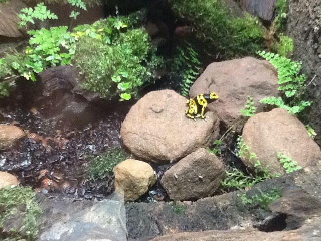 Gelbgebänderter Baumsteiger - Terrarien - St. Martin