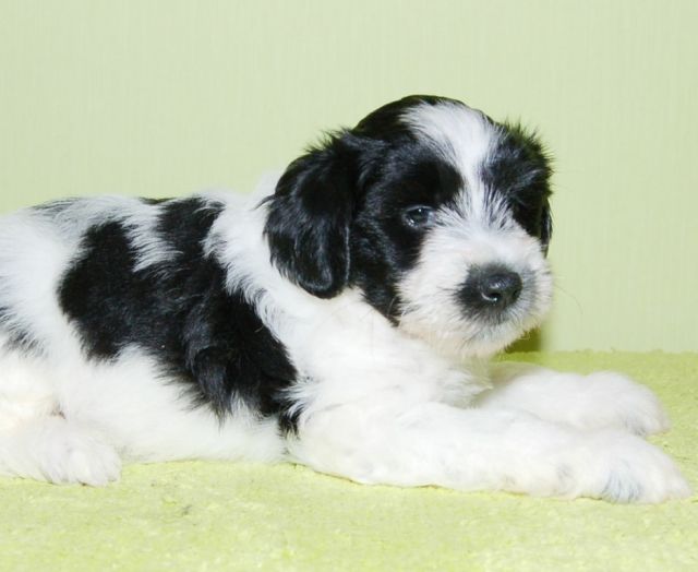  Schöne Tibet Terrier Welpen mit Pap - Hunde - Robert-Mayer-Strasse 