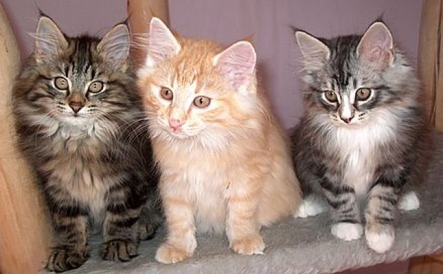 Norweg. Waldkatzenbabys zur Abgabe bereit - Katzen - Kahl/a. M.