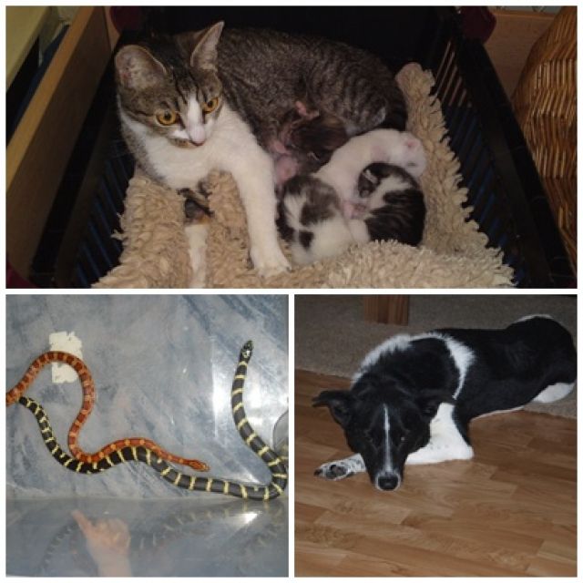 Tierhilfe help help - Haustiere - Geesthacht