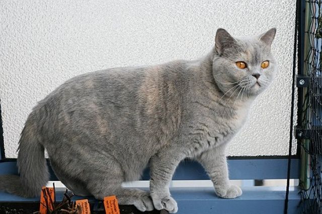 Charakterstarke Katze sucht ihr Zuhause - Katzen - Potsdam