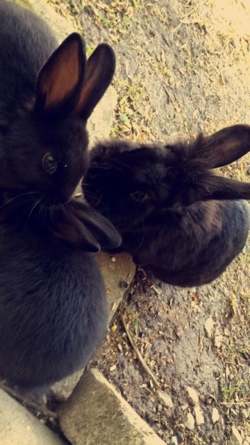 Zwerkaninchen - Hasen Kaninchen - rastatt