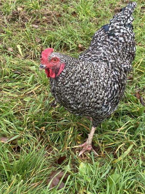 Hahn Uschi - Voegel - Baltmannsweiler 