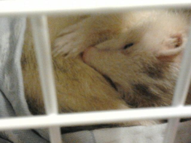 Meine kleine Gini  8 Monate alte Fähe sucht Kuschel Partner  - Frettchen - Bad Homburg