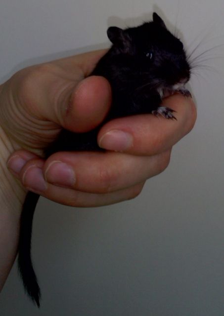 2 männliche Rennmäuse zu verschenken  Lieferung möglich  - Maeuse - Dresden - Cotta