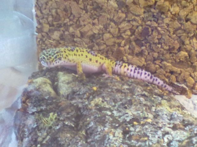 2 Leopardgeckoweibchen günstig abzugeben - Reptilien - Wesel