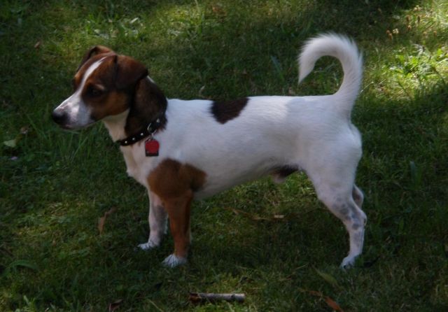 Jack Russell Terrier Deckrüde - Hunde - Nürnberg