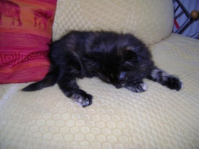 Wir suchen noch eine liebe Familie  - Katzen - Neunkirchen- Weidenberg