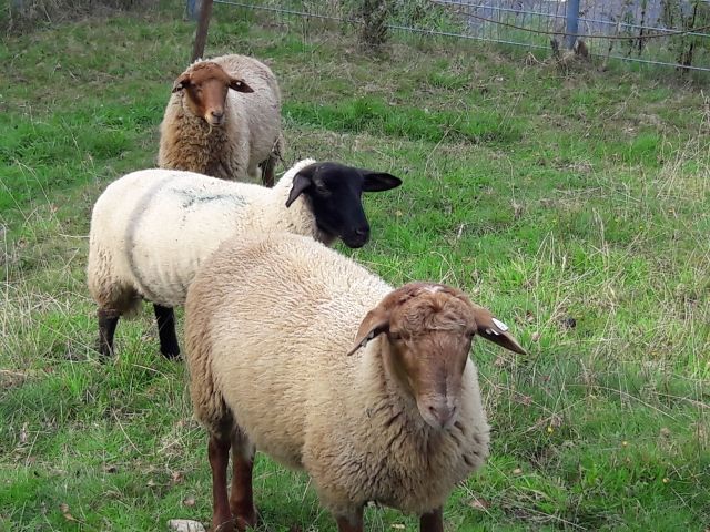Schaflämmer zu verkaufen - Nutztiere - Wuppertal