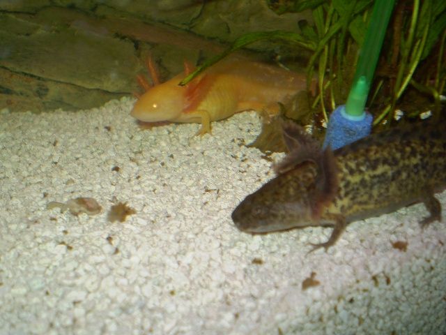 Axolotl Jungtiere - Aquarien und Zubehoer - Hamburg Dulsberg
