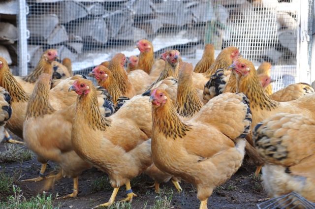 Zwerg Wyandotten gelb-schwarzcolumbia  - Nutztiere - Bad Schmiedeberg / Söllichau