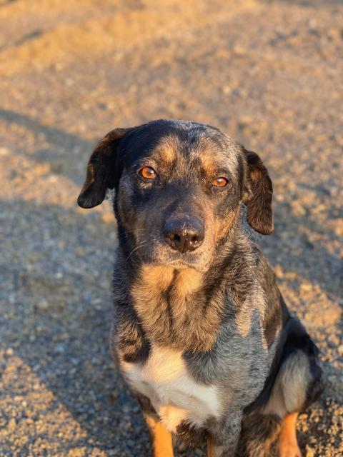 Anjana - sanft, unkompliziert - Hunde - Nova Bana