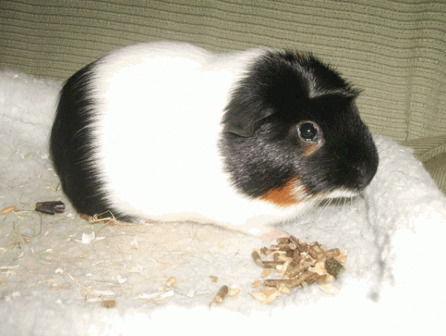 Suche neues Heim für Meeri-Kastrat - Meerschweinchen - Hannover