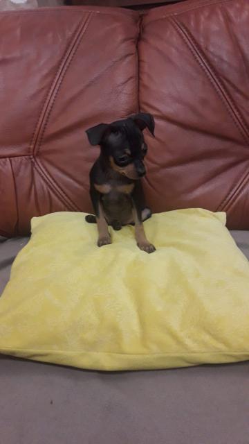 Prager Rattler Welpe - Hunde - Brandenburg 