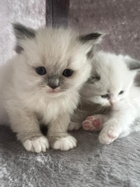 Wunderschöne Ragdoll Kitten mit Stammbaum! - Haustiere - Berlin