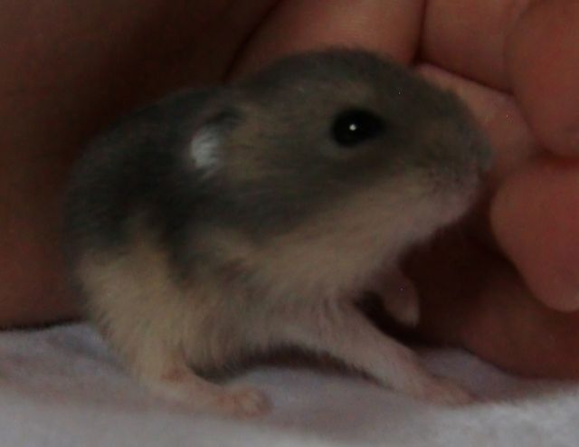 Dsungarischer Zwerghamster - Hamster - Blaustein