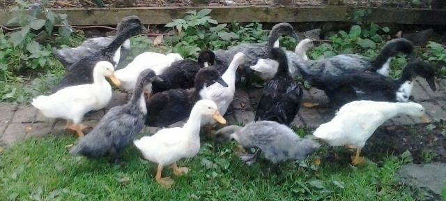 Junge Pommernenten, Küken, Weiß und Fehlzeichnung - Nutztiere - Kornbach