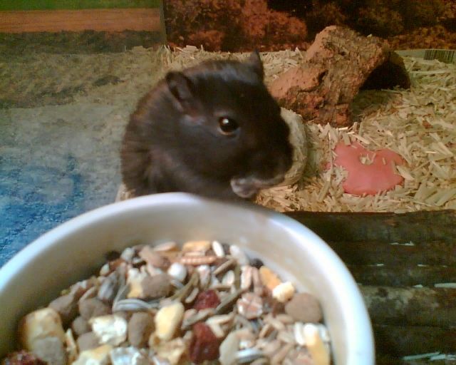 Rennmäuse Zu Verschenken    Notfälle - Maeuse - Beckum