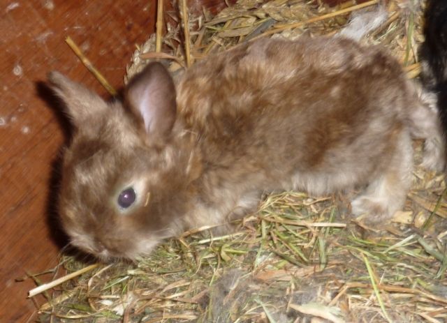 5 Kaninchenbabys suchen neues Heim - Hasen Kaninchen - Nahe