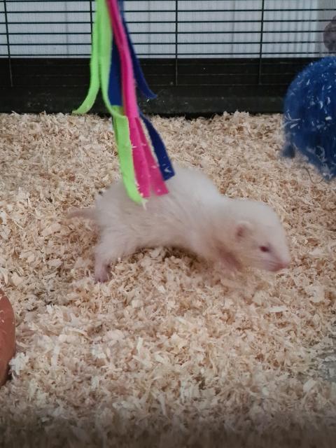 Frettchen welpe fähe albino - Frettchen - kamen