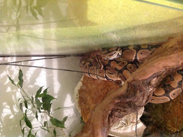 2 schöne Königspythons zu verkaufen  - Reptilien - Ehrenkirchen