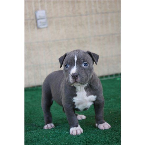 America Pit Bull Welpen Blueline der beste Welpe fur Ihre Familie - Hunde - Deggendorf