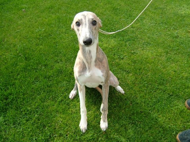 Traumhafte Whippetwelpen   Welpen - Hunde - Veltheim Ohe