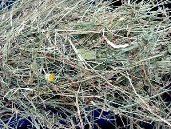 Heu,Stroh,sowie Getreide für Ihr Haustier - Zubehoer für Haustiere - Freystadt