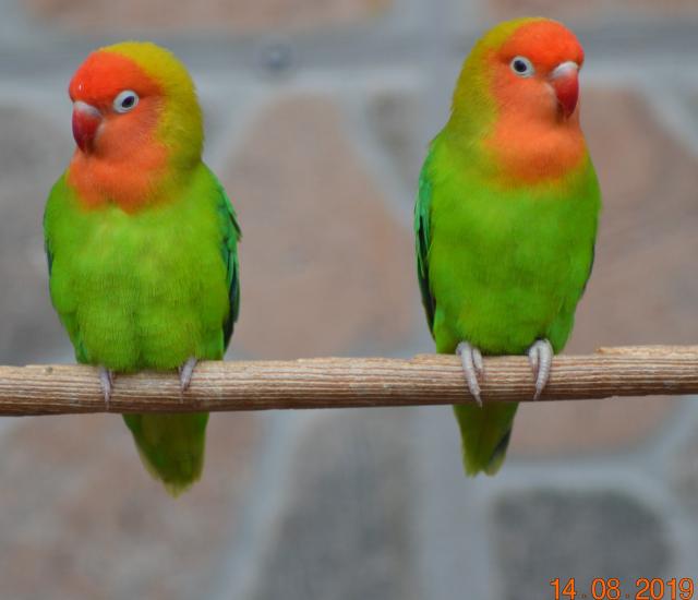 Zwergpapageien; Unzertrennliche Schwarzköpfchen - Erdbeerköpfchen   - Voegel - Sinntal