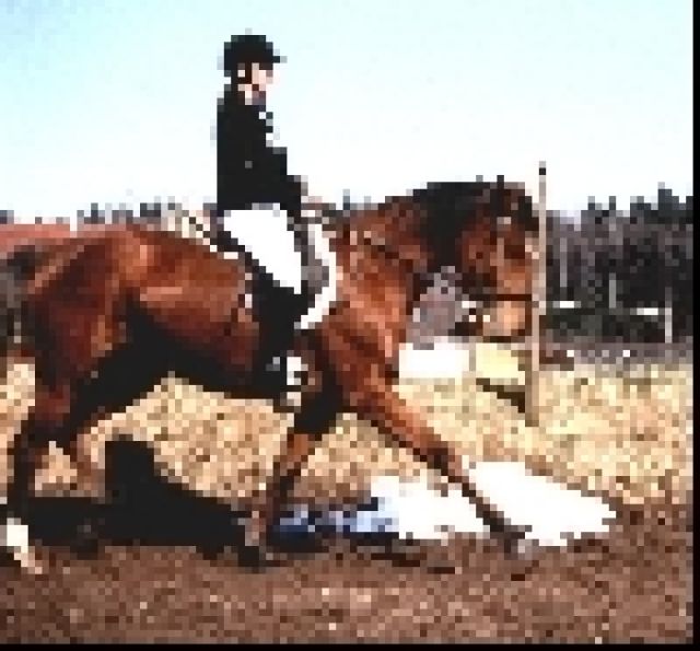 Reitbeteiligung - Reitbeteiligung - Egling