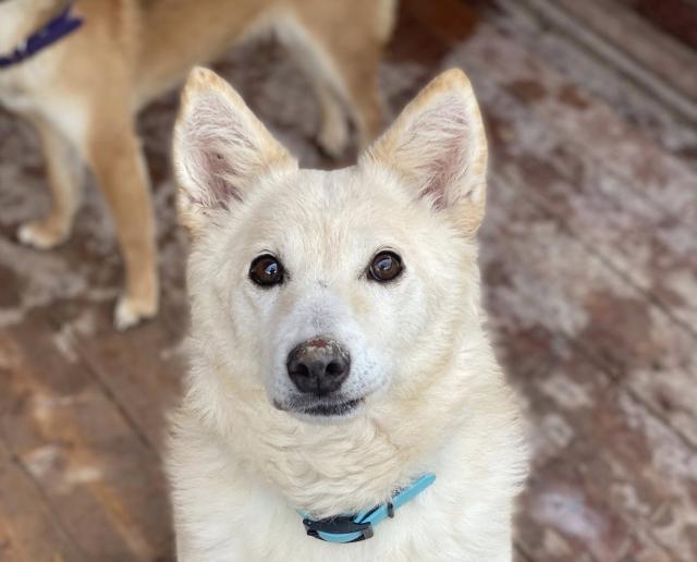 Hitojichi - liebe Seniorin - Hunde - Nova Bana
