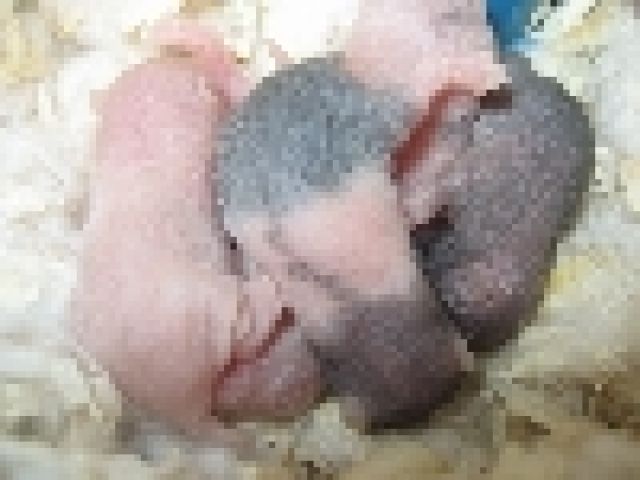 Reine Hamsterbabys Teddyhamster - Hamster - hamburg