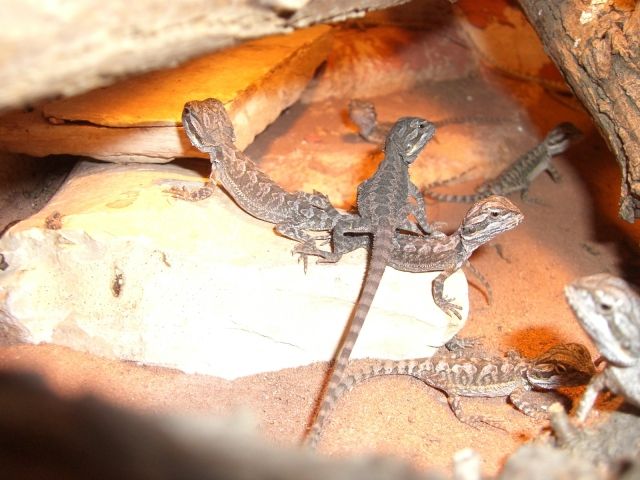 Bartagamenbabys abzugeben - Reptilien - Biederitz