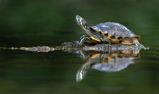 Gelbwangenschildkröte sucht neues Zuhause	 - Sonstiges - Niederwinkling