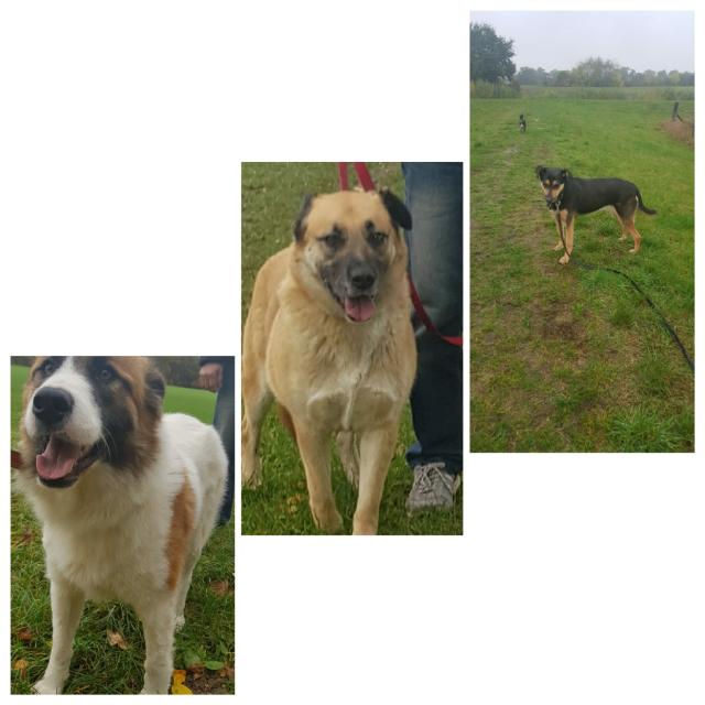 3 süsse Hunde bei hannover
