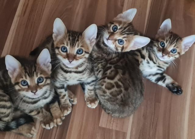Reinrassige Bengal Kitten mit Stammbaum - Katzen - Möckmühl