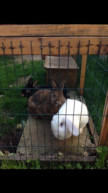 Wundervolle zahme Minizwergkaninchen    - Hasen Kaninchen - Pullach