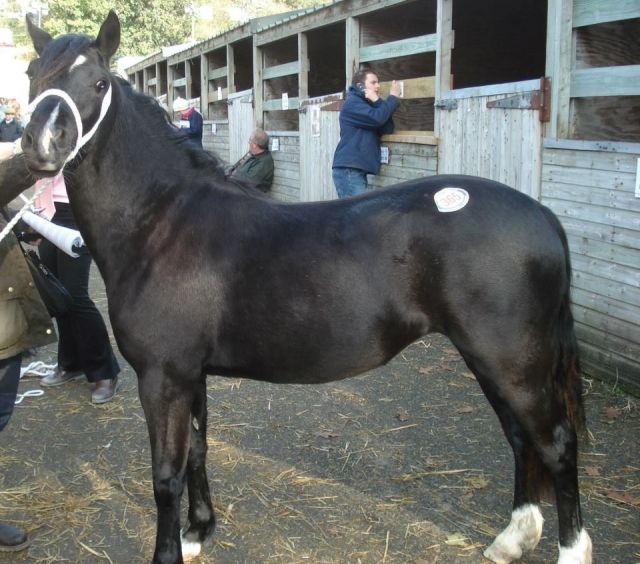 Suche Reitbeteiligung  - Reitbeteiligung - Ratingen 