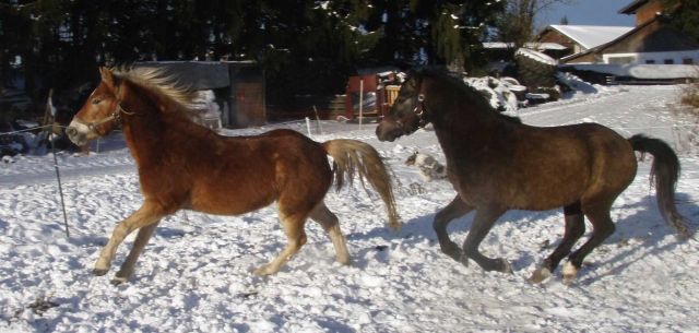 Sport Araber-Haflinger Wallach 4,5j. mit E-Pass - Pferde - grabenstätt