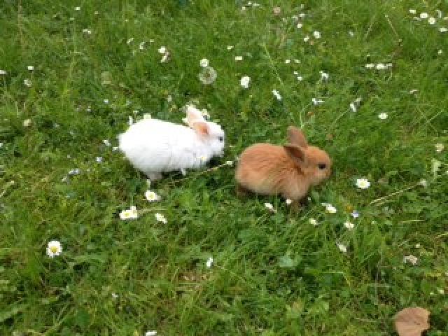 Süße Zwergkaninchen-Kinder abzugeben - Hasen Kaninchen - München