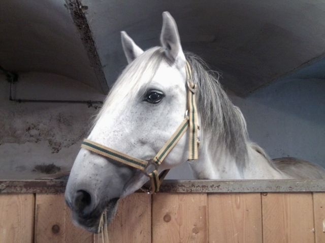 Nette reitbeteiligung gesucht - Reitbeteiligung - Niederbobritzsch