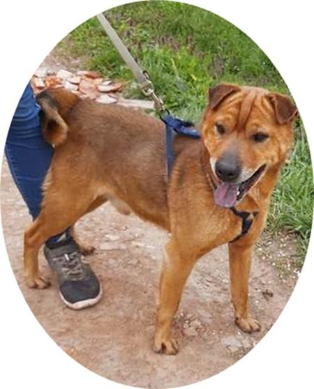 KICSI - 45 cm - SHAR PEI  SUCHT ZUHAUSE! ( aus dem Tierschutz) - Hunde - Neuss