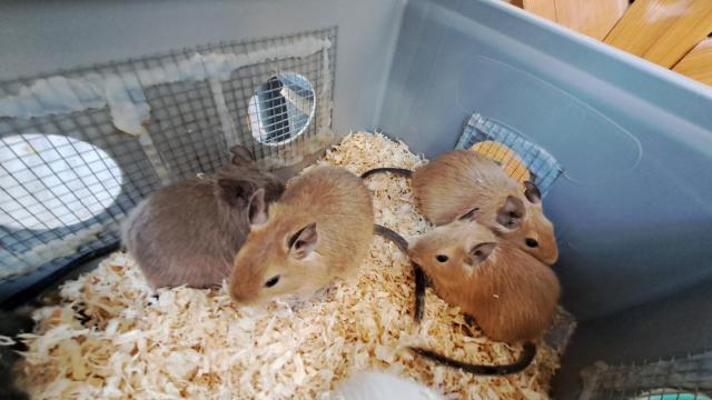 Hübsche bunte junge Degus Degu männlich weiblich  - Haustiere - Neustadt in Sachsen