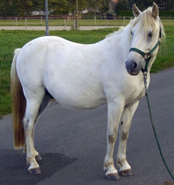 Verkaufe 11 jährigen Pony-Wallach  Robin  - Pferde - Frankenau